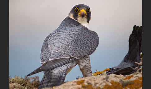 Wüstenfalke (Falco pelegrinoides)