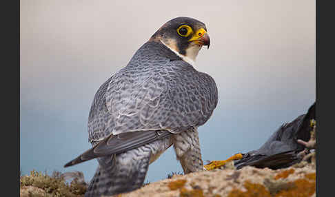 Wüstenfalke (Falco pelegrinoides)