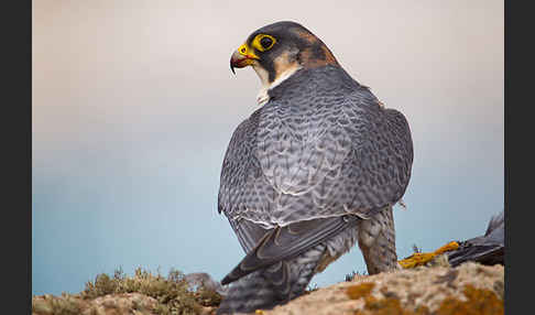 Wüstenfalke (Falco pelegrinoides)