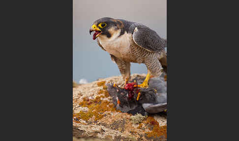 Wüstenfalke (Falco pelegrinoides)