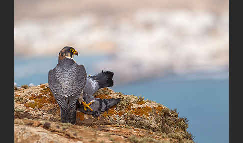 Wüstenfalke (Falco pelegrinoides)