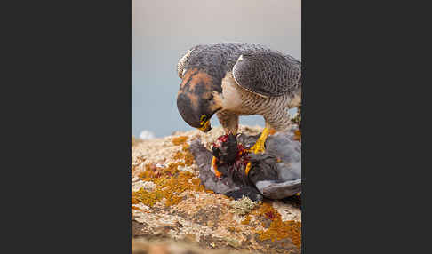 Wüstenfalke (Falco pelegrinoides)