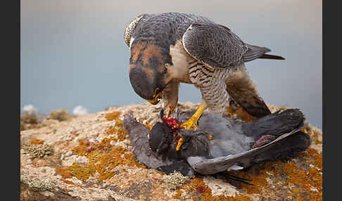 Wüstenfalke (Falco pelegrinoides)