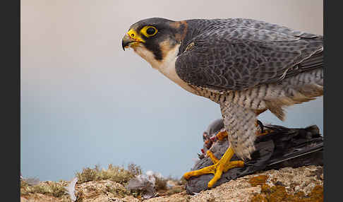 Wüstenfalke (Falco pelegrinoides)