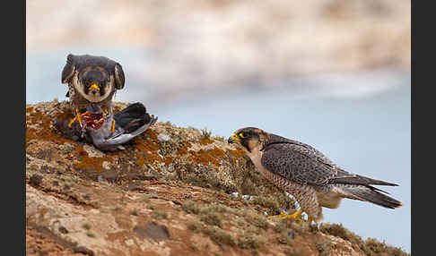 Wüstenfalke (Falco pelegrinoides)