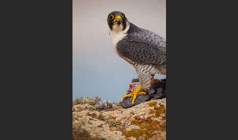 Wüstenfalke (Falco pelegrinoides)