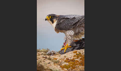 Wüstenfalke (Falco pelegrinoides)