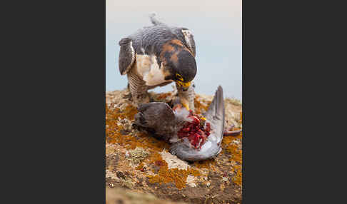 Wüstenfalke (Falco pelegrinoides)