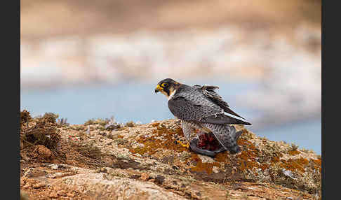 Wüstenfalke (Falco pelegrinoides)