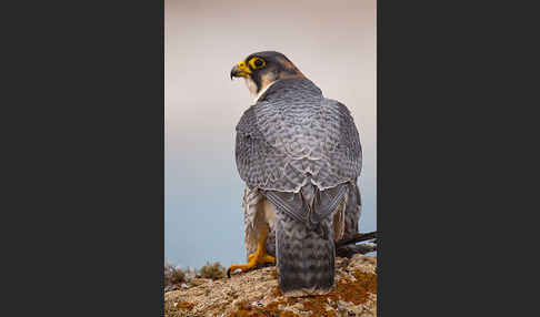 Wüstenfalke (Falco pelegrinoides)