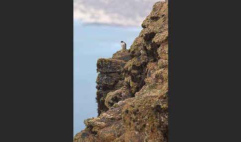 Wüstenfalke (Falco pelegrinoides)