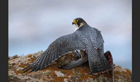 Wüstenfalke (Falco pelegrinoides)