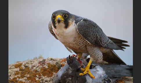 Wüstenfalke (Falco pelegrinoides)