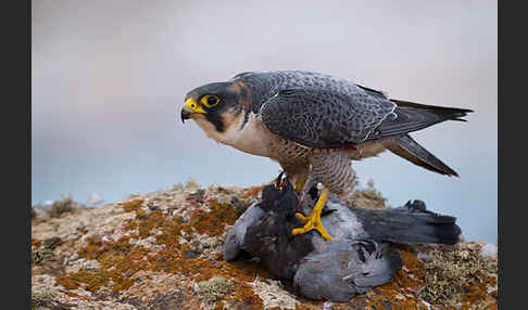 Wüstenfalke (Falco pelegrinoides)