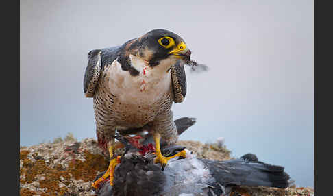 Wüstenfalke (Falco pelegrinoides)