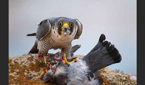 Wüstenfalke (Falco pelegrinoides)