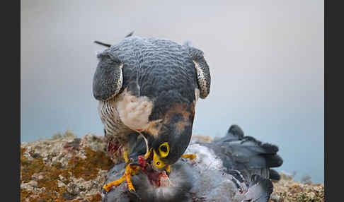 Wüstenfalke (Falco pelegrinoides)