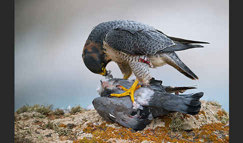 Wüstenfalke (Falco pelegrinoides)