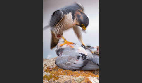 Wüstenfalke (Falco pelegrinoides)