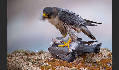 Wüstenfalke (Falco pelegrinoides)