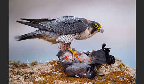 Wüstenfalke (Falco pelegrinoides)