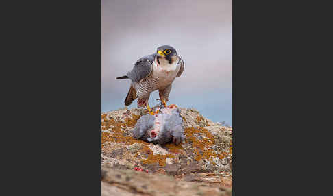 Wüstenfalke (Falco pelegrinoides)