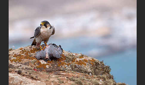 Wüstenfalke (Falco pelegrinoides)