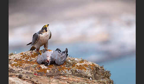 Wüstenfalke (Falco pelegrinoides)