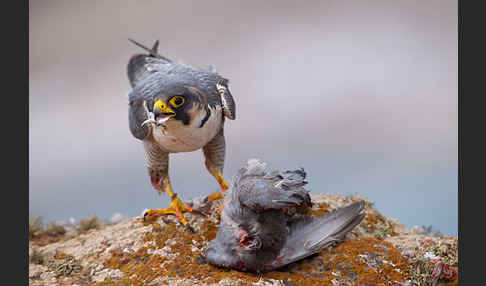 Wüstenfalke (Falco pelegrinoides)