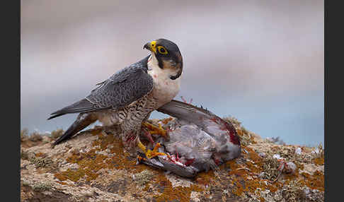 Wüstenfalke (Falco pelegrinoides)