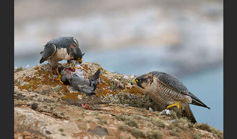 Wüstenfalke (Falco pelegrinoides)