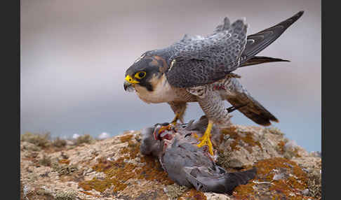 Wüstenfalke (Falco pelegrinoides)