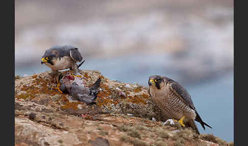 Wüstenfalke (Falco pelegrinoides)