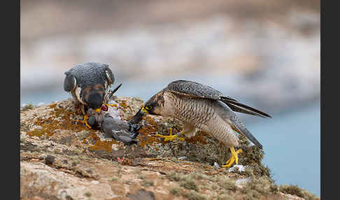 Wüstenfalke (Falco pelegrinoides)