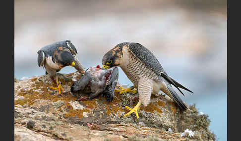 Wüstenfalke (Falco pelegrinoides)