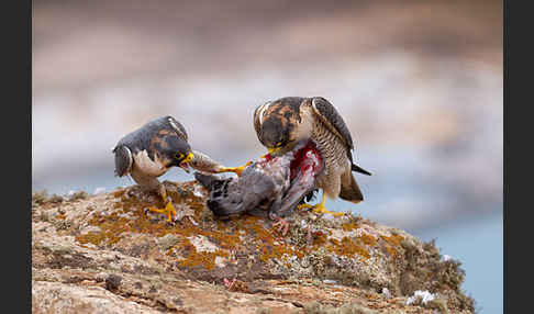 Wüstenfalke (Falco pelegrinoides)