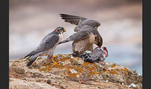 Wüstenfalke (Falco pelegrinoides)