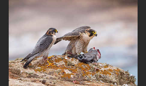 Wüstenfalke (Falco pelegrinoides)