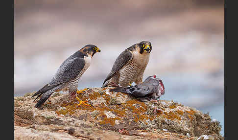 Wüstenfalke (Falco pelegrinoides)