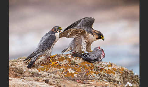 Wüstenfalke (Falco pelegrinoides)