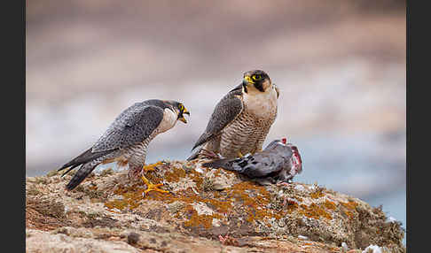 Wüstenfalke (Falco pelegrinoides)