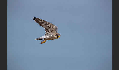 Wüstenfalke (Falco pelegrinoides)