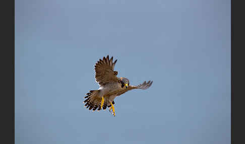 Wüstenfalke (Falco pelegrinoides)