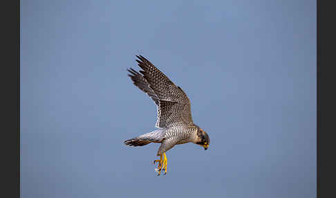 Wüstenfalke (Falco pelegrinoides)