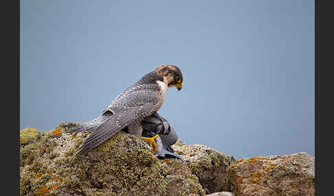 Wüstenfalke (Falco pelegrinoides)