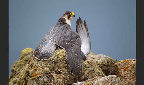 Wüstenfalke (Falco pelegrinoides)