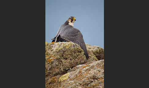 Wüstenfalke (Falco pelegrinoides)