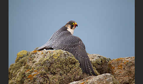 Wüstenfalke (Falco pelegrinoides)