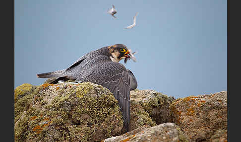 Wüstenfalke (Falco pelegrinoides)