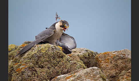 Wüstenfalke (Falco pelegrinoides)